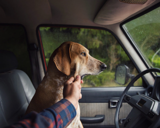 Illustration for article titled Cool FJ60 pics W/Maddie the Coonhound